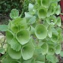 Molucella laevis fleur